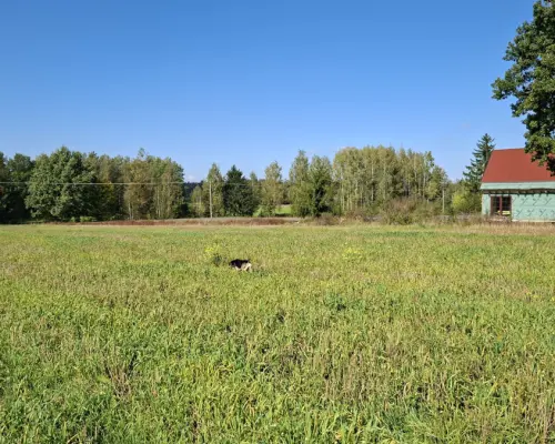 Działka pod lasem. Łubianka