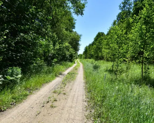Wiekowy Las Narewka Leśna