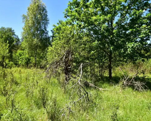 Urokliwa działka w Mikłaszewie