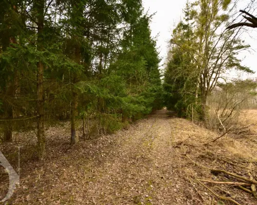 Działka rolno-leśna sosna, świerk, brzoza