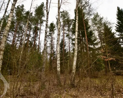 Działka rolno-leśna sosna, świerk, brzoza